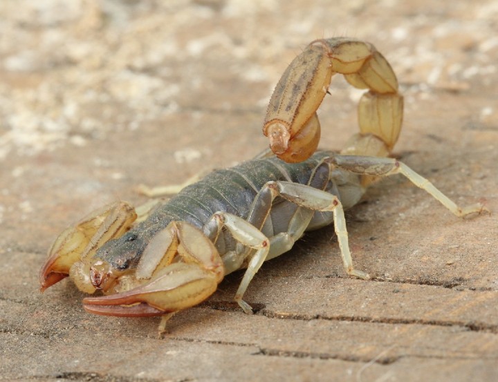 California Common Scorpion